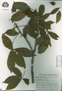 Aesculus glabra image