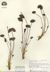 Jeffersonia diphylla image