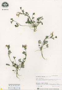 Corydalis flavula image