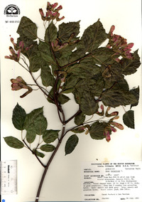 Acer tataricum image