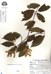 Acer carpinifolium image