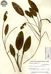 Potamogeton nodosus image