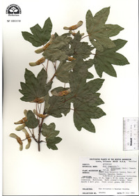 Acer campestre subsp. leiocarpum image