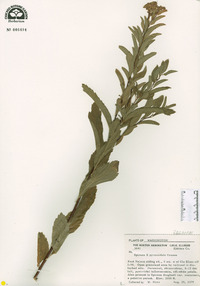 Spiraea x pyramidata image