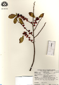 Ilex verticillata image