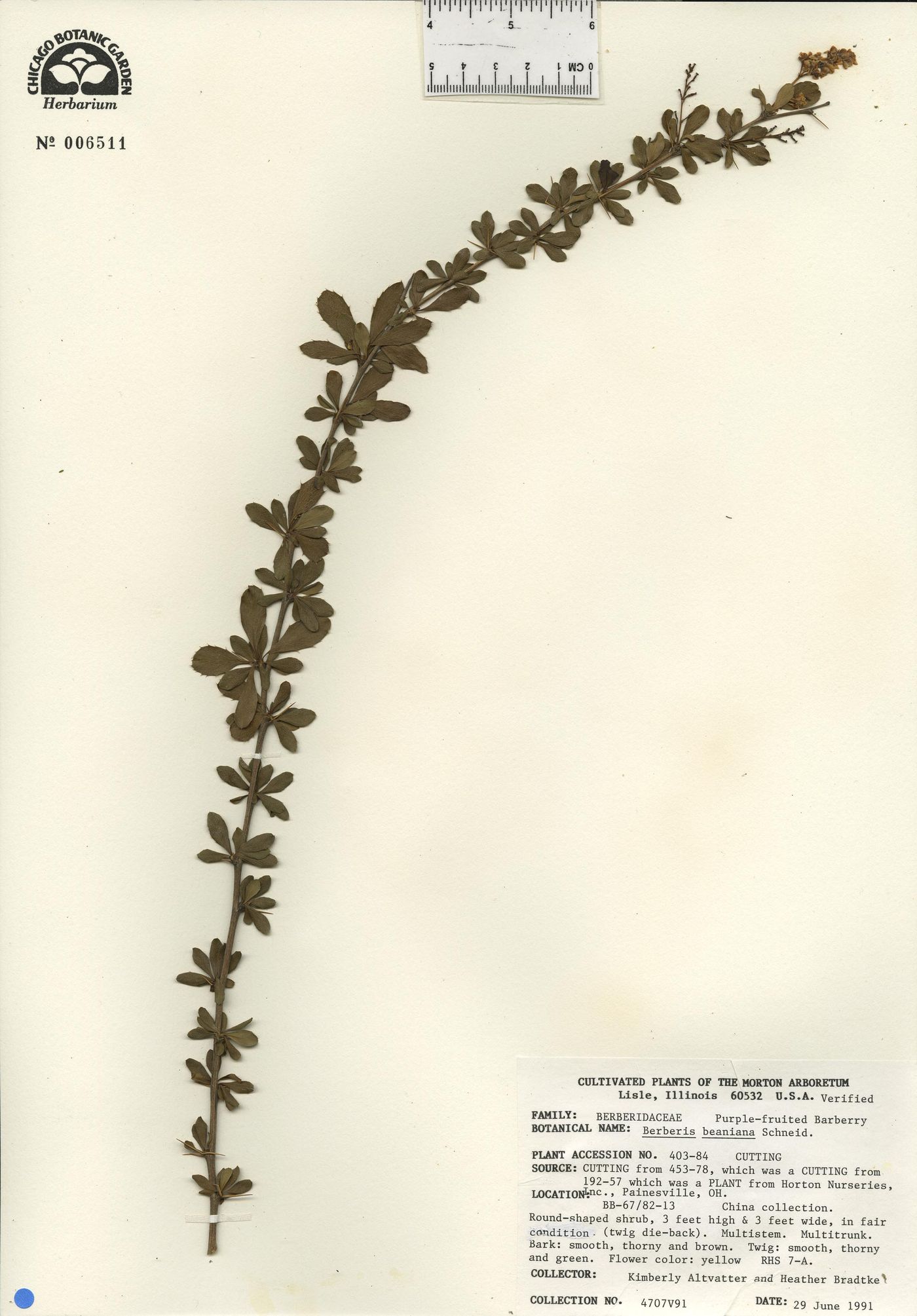 Berberis beaniana image
