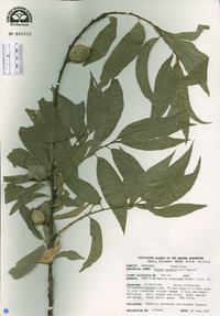 Prunus persica image