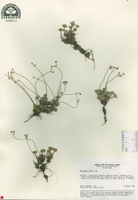 Androsace villosa var. incana image