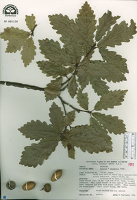 Quercus x sargentii image