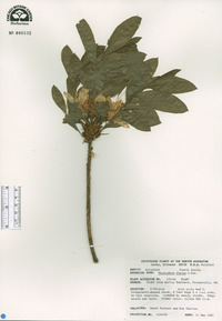 Rhododendron luteum image