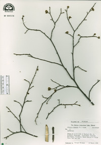 Lindera benzoin image