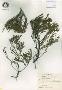 Hudsonia ericoides image