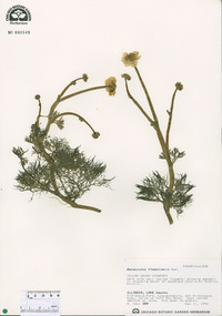 Ranunculus flabellaris image