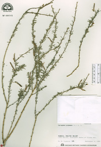 Caragana pygmaea image