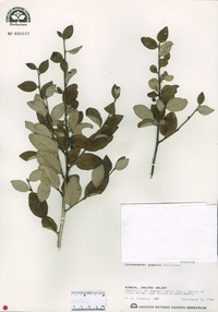 Image of Cotoneaster popovii