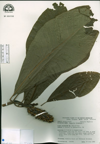 Magnolia tripetala image