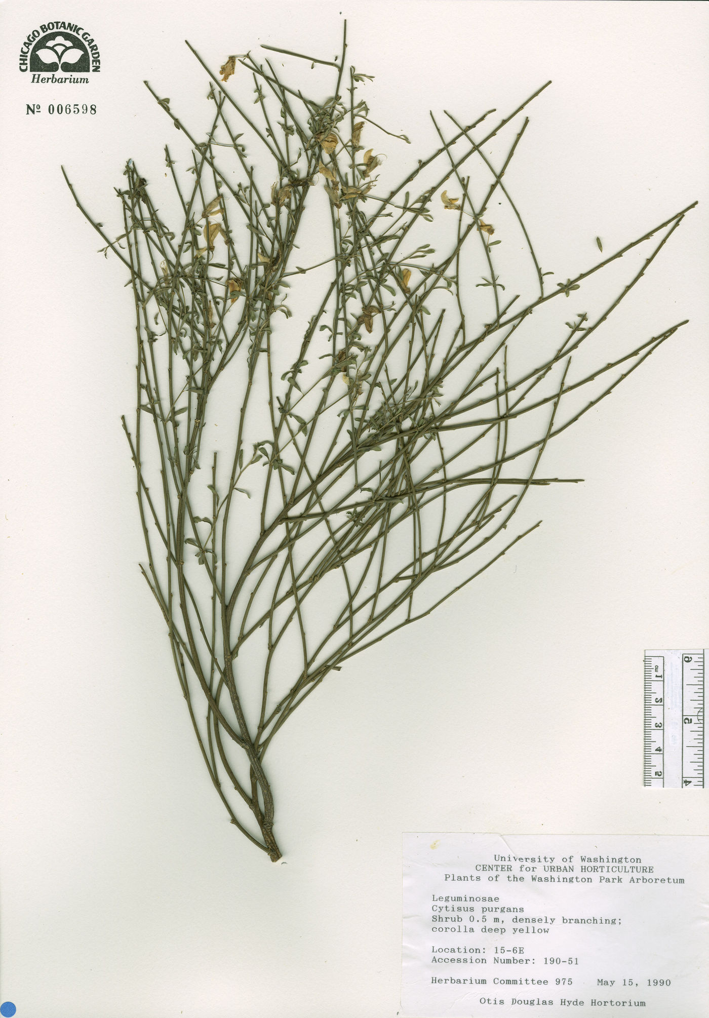Cytisus purgans image