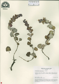 Image of Dracocephalum stellerianum