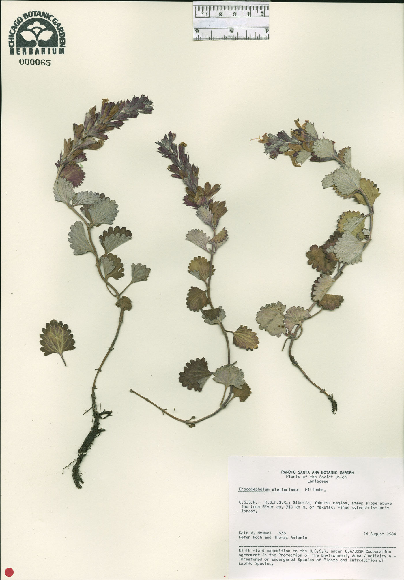 Dracocephalum stellerianum image