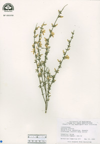 Genista cinerea image