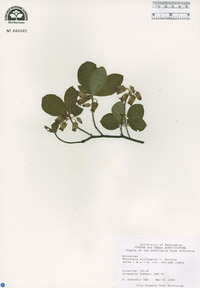 Rhododendron multiflorum image