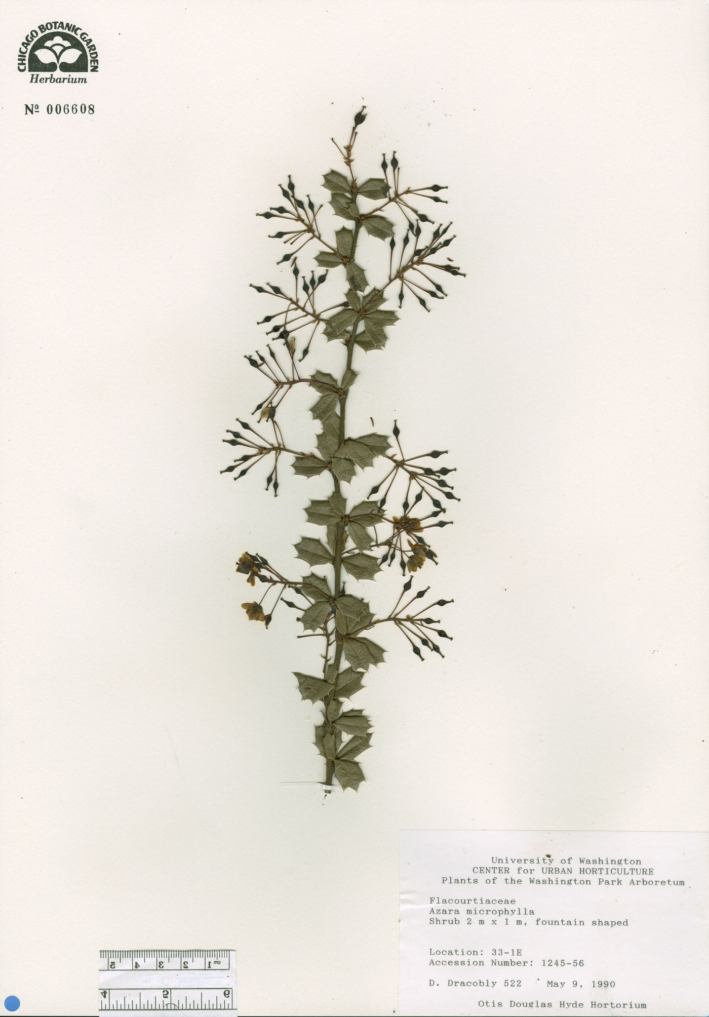 Azara microphylla image