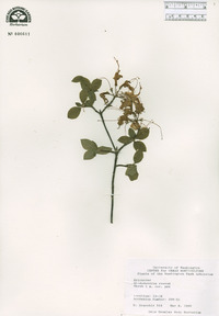 Rhododendron roseum image