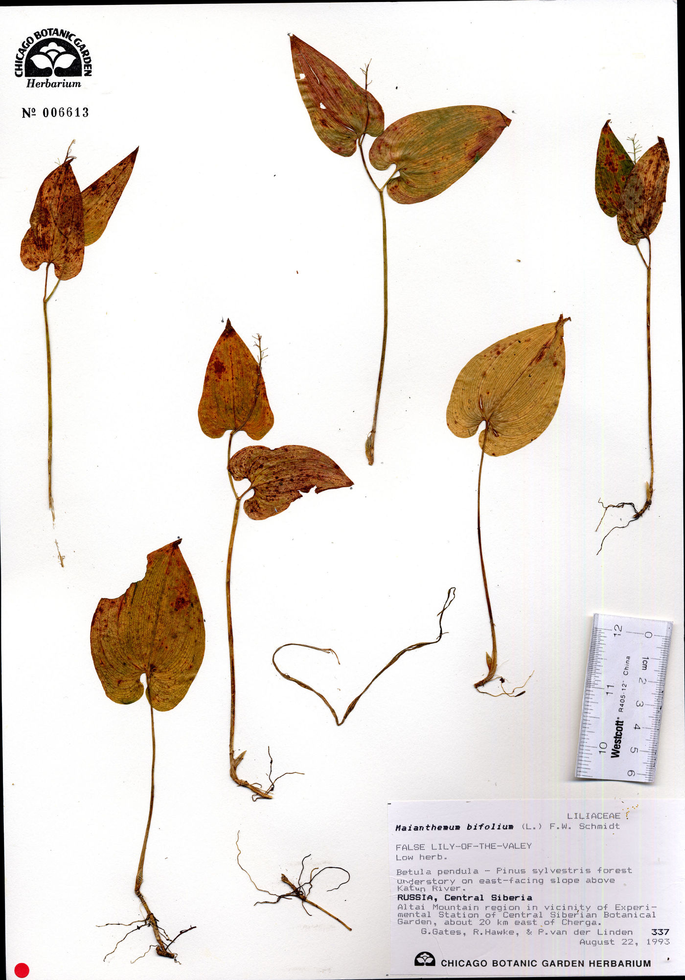 Maianthemum bifolium image