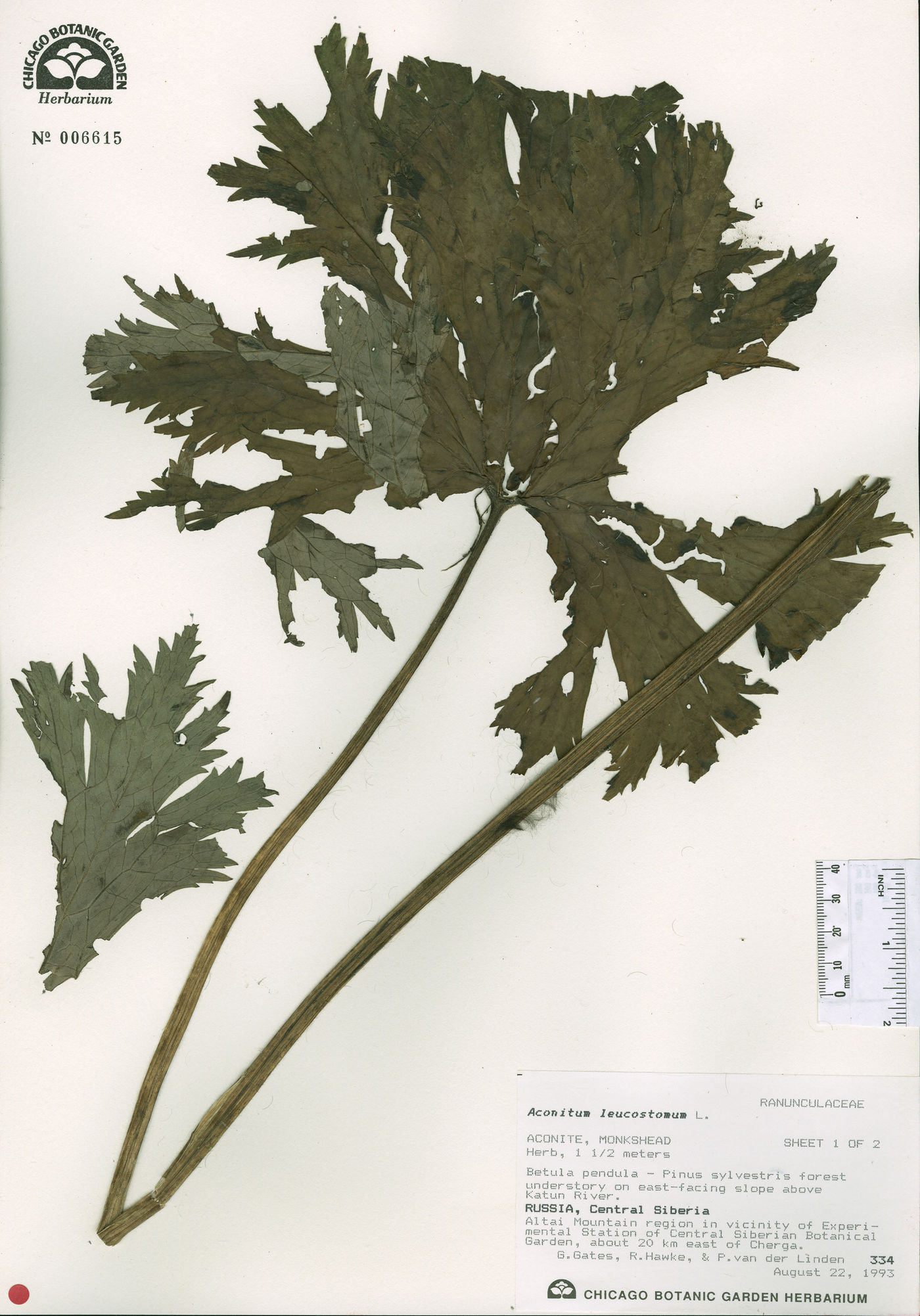 Aconitum leucostomum image