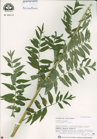 Polemonium caeruleum image