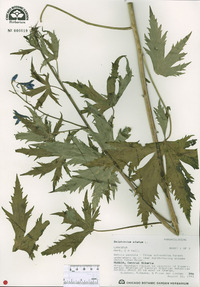 Delphinium elatum image