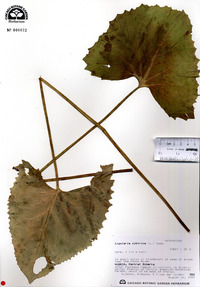 Ligularia sibirica image