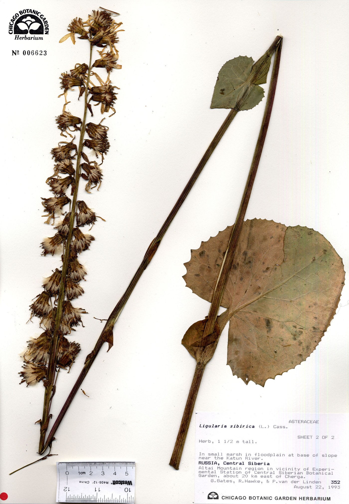 Ligularia sibirica image