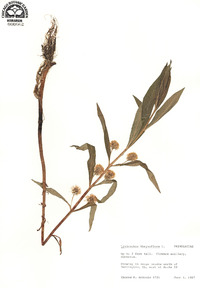 Lysimachia thyrsiflora image