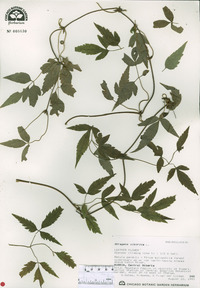 Clematis alpina subsp. sibirica image