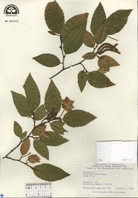 Carpinus tschonoskii image