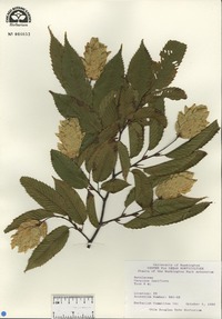 Carpinus laxiflora image