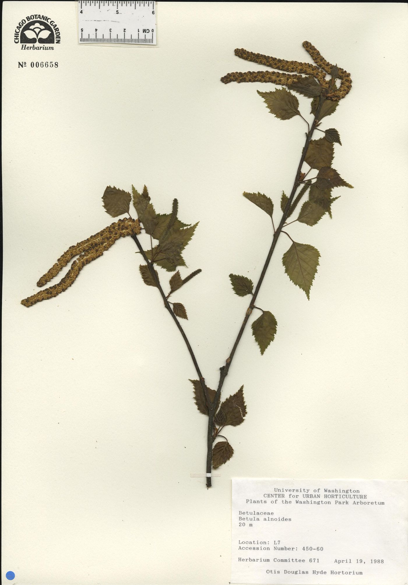 Betula alnoides image