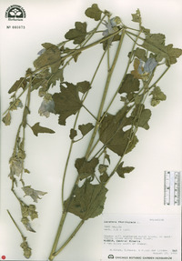 Lavatera thuringiaca image