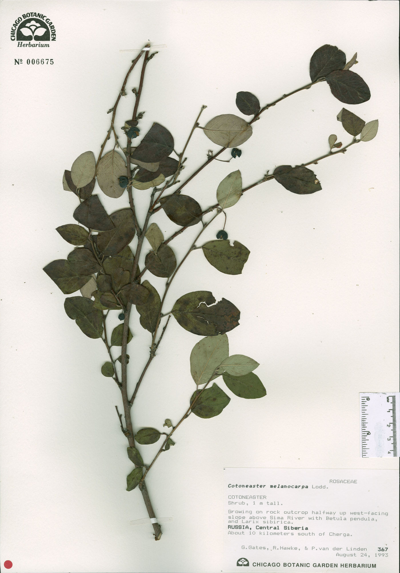 Cotoneaster melanocarpus image