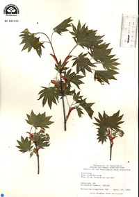 Acer sieboldianum image