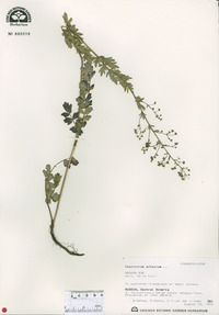 Image of Thalictrum altaicum