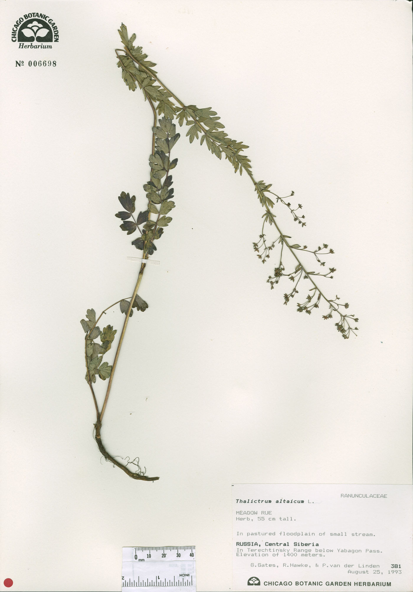 Thalictrum altaicum image