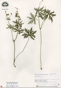 Geranium pseudosibiricum image