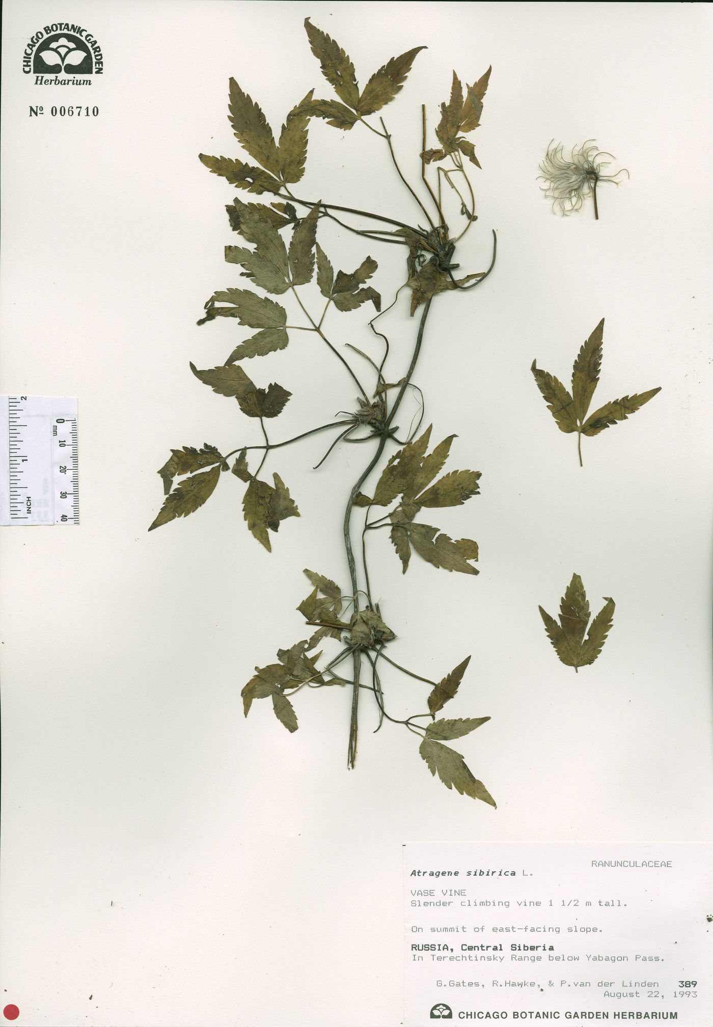 Clematis alpina subsp. sibirica image