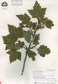 Ribes atropurpureum image