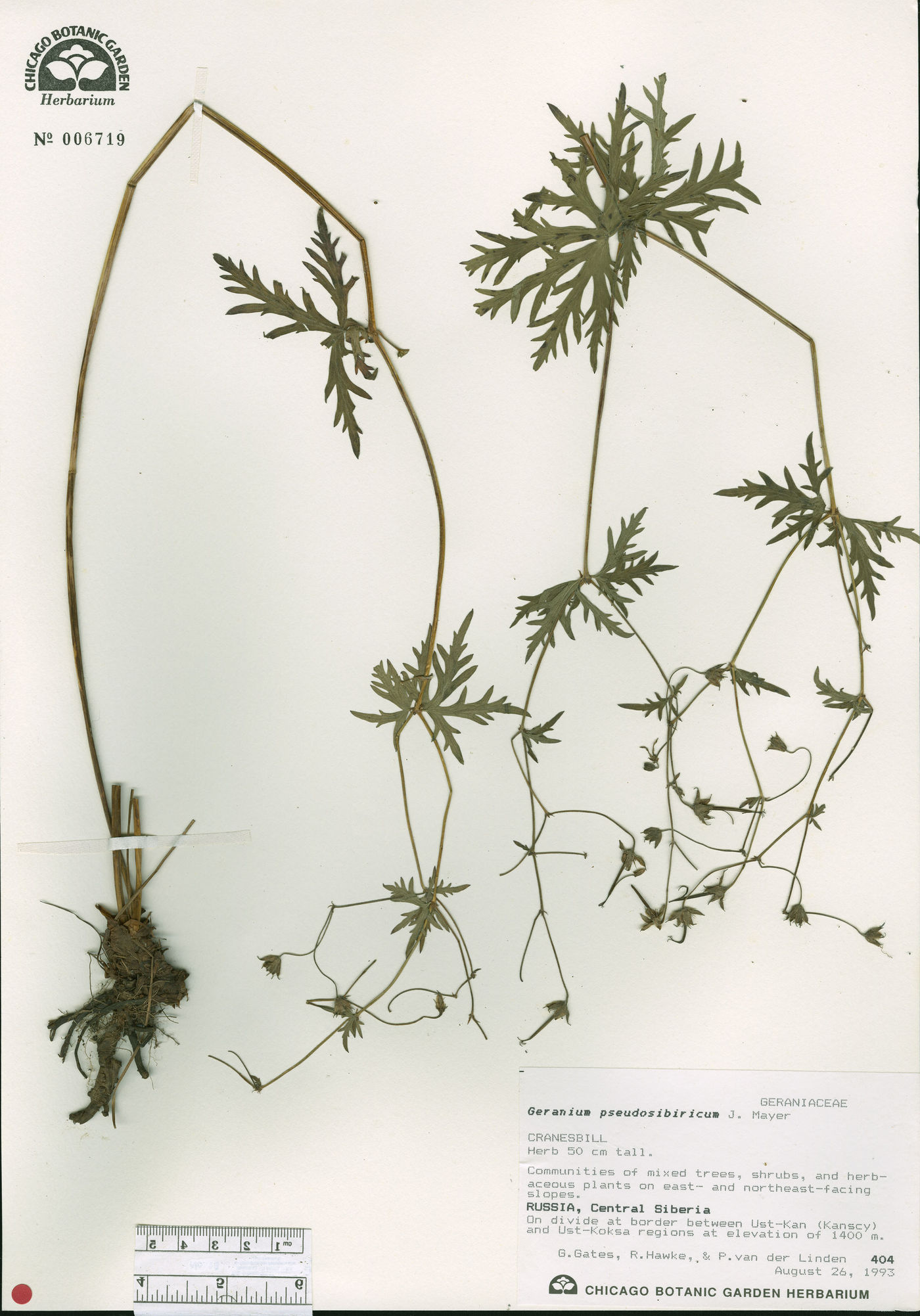 Geranium pseudosibiricum image