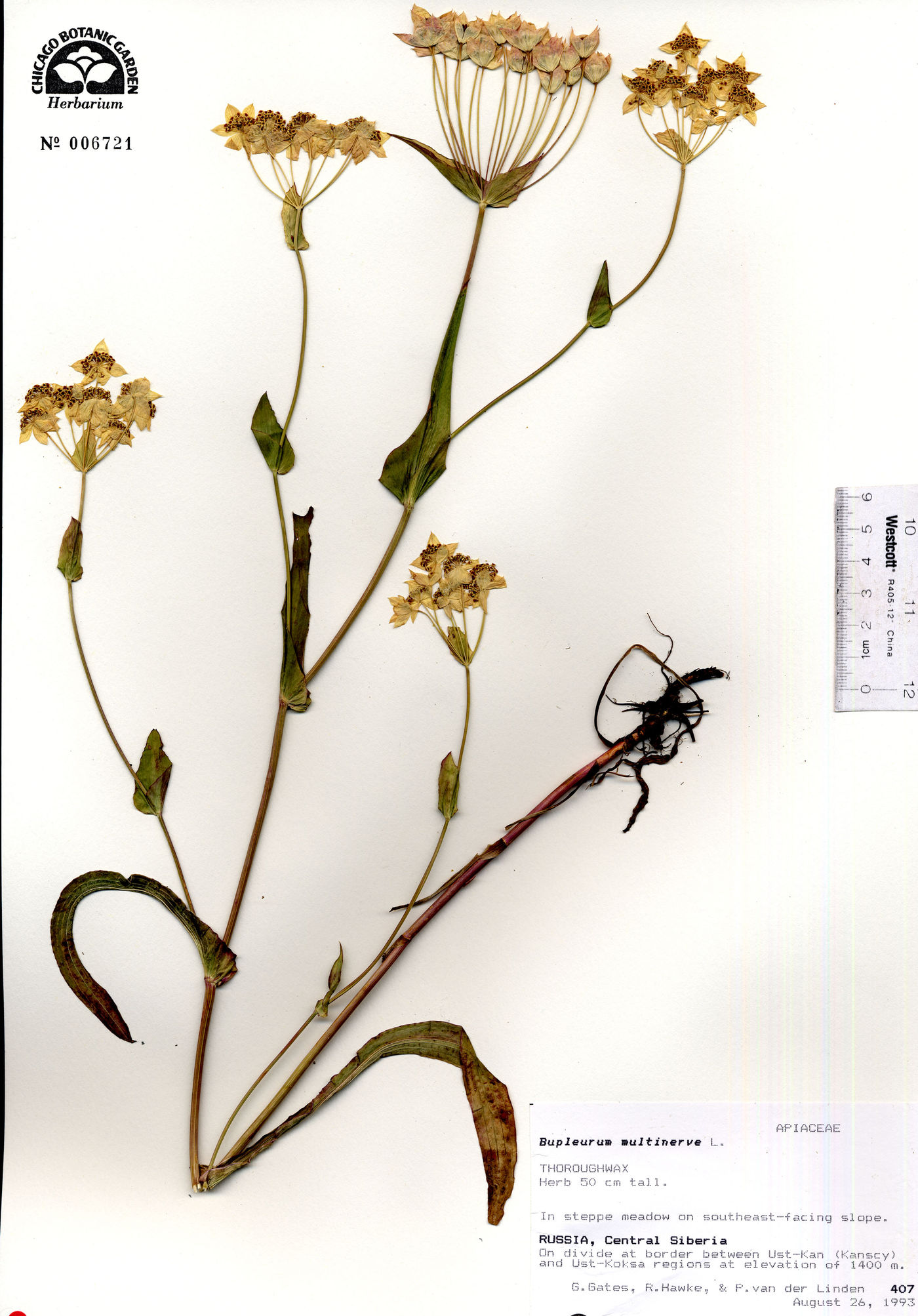 Bupleurum multinerve image