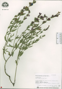 Dracocephalum peregrinum image