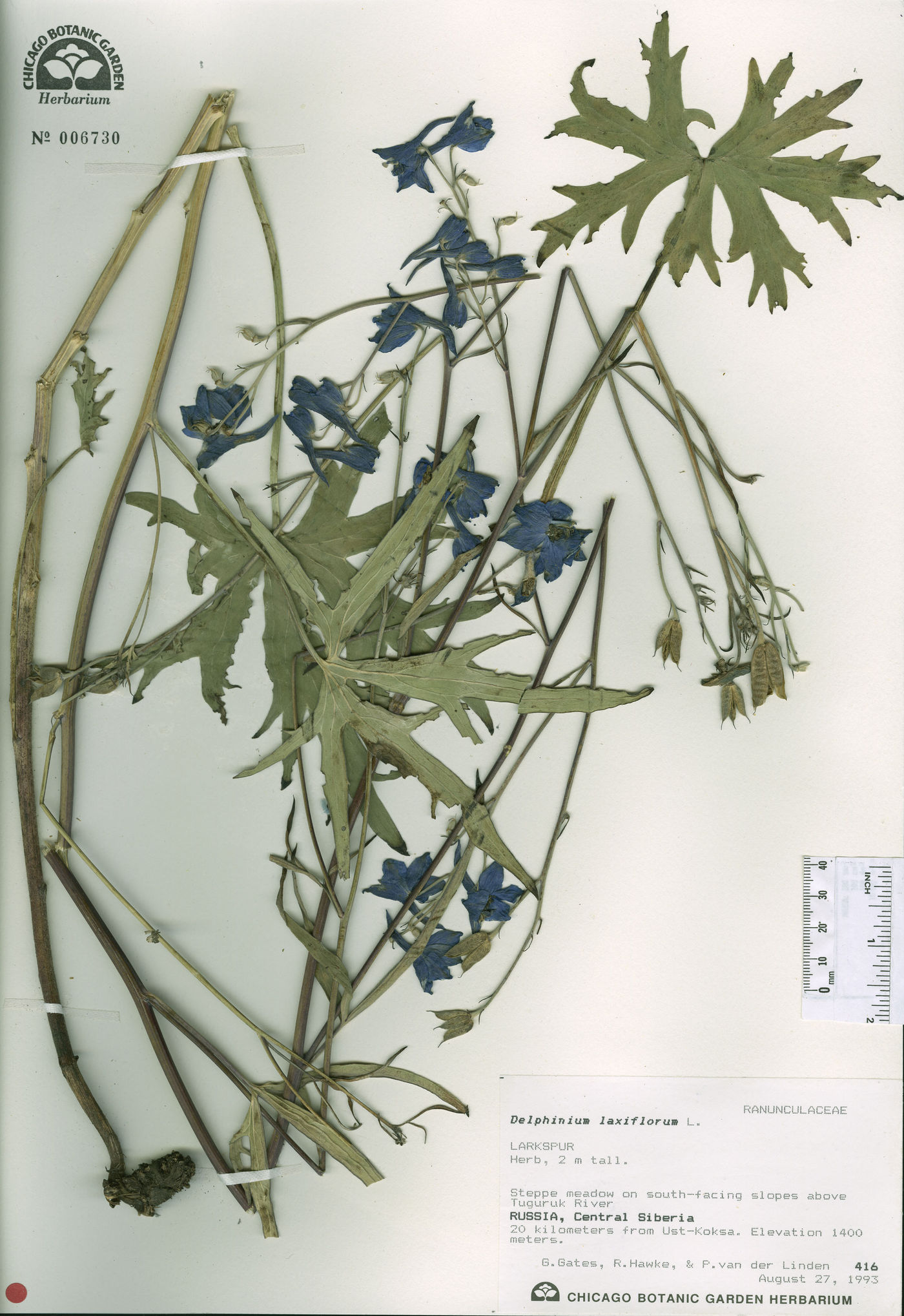 Delphinium laxiflorum image